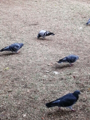 Columba livia