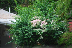 Bougainvillea spectabilis
