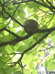 Rhipidura leucophrys