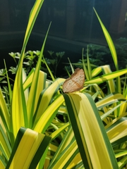 Junonia atlites
