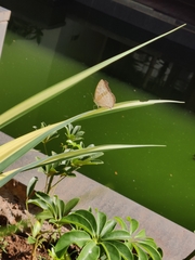 Junonia atlites