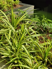Junonia atlites