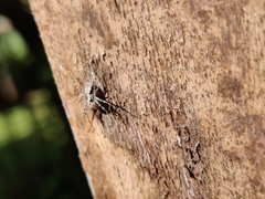 Araneae
