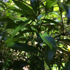 Cryptocarya laevigata