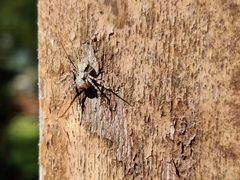 Araneae
