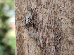 Araneae