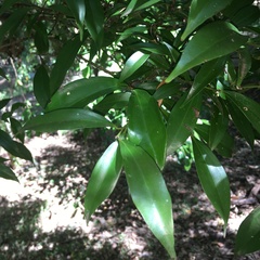 Cryptocarya laevigata