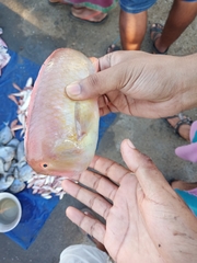 Iniistius bimaculatus