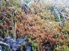 Palustriella falcata