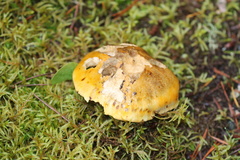 Lactarius scrobiculatus canadensis