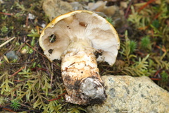 Lactarius scrobiculatus canadensis