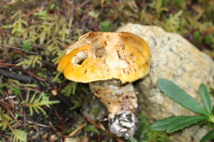 Lactarius scrobiculatus canadensis