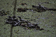 Alligator mississippiensis