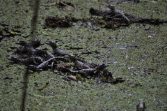 Alligator mississippiensis