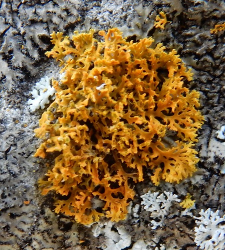 Bare-bottom Sunburst Lichen