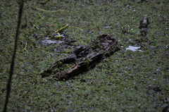 Alligator mississippiensis