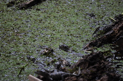 Alligator mississippiensis