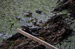 Alligator mississippiensis