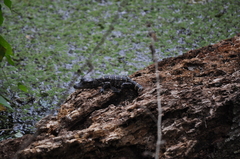 Alligator mississippiensis