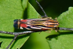 Sisimitalia vulnerata