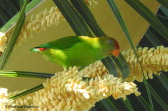 Loriculus beryllinus