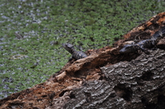 Alligator mississippiensis