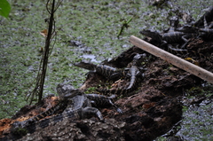 Alligator mississippiensis