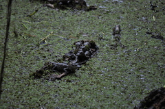 Alligator mississippiensis