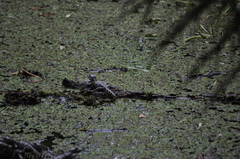 Alligator mississippiensis