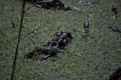 Alligator mississippiensis