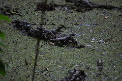 Alligator mississippiensis