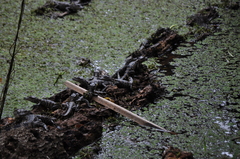 Alligator mississippiensis