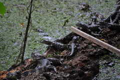 Alligator mississippiensis