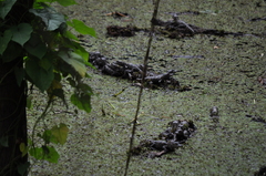 Alligator mississippiensis