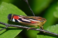 Sisimitalia vulnerata