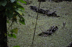Alligator mississippiensis