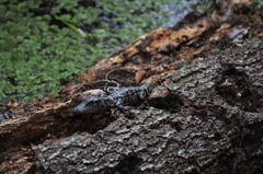 Alligator mississippiensis