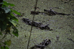 Alligator mississippiensis