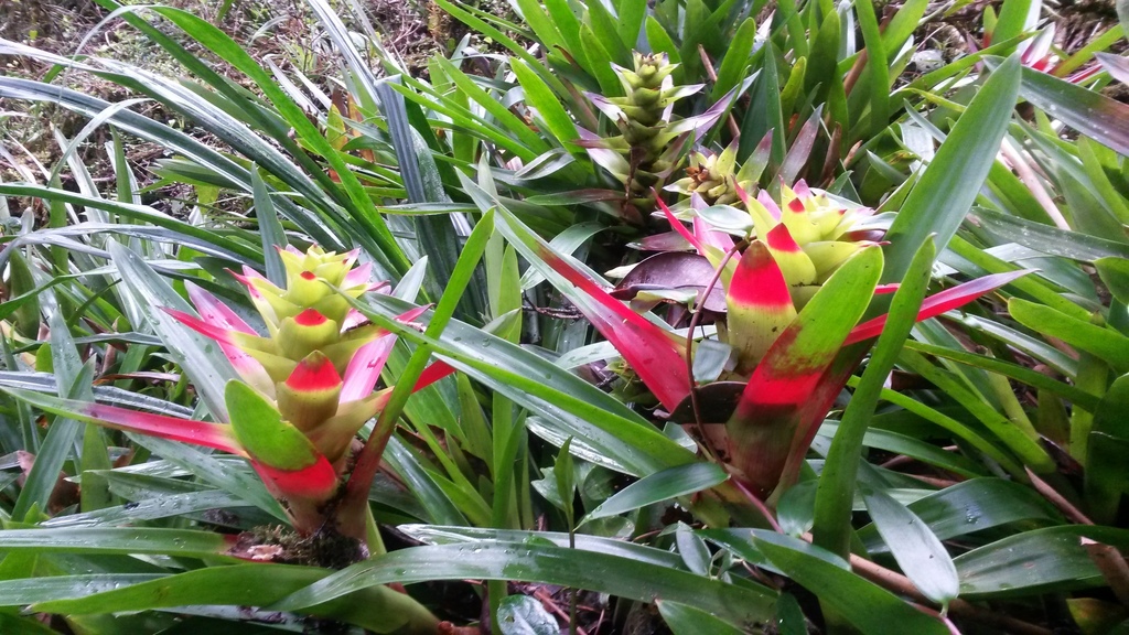 Guzmania squarrosa
