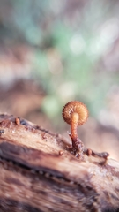 Phaeomarasmius