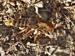 Platydracus maculosus