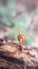 Phaeomarasmius