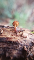 Phaeomarasmius
