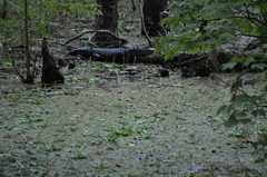 Alligator mississippiensis