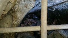 Malayopython reticulatus