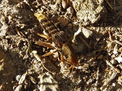 Platydracus maculosus