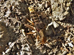 Platydracus maculosus