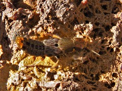 Platydracus maculosus