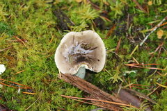 Lactarius pseudomucidus