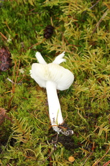 Lactarius pseudomucidus